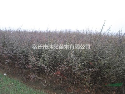 火棘价格_火棘图片_火棘产地_火棘绿化苗木苗圃基地