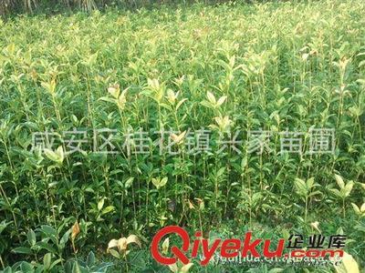 农户直销湖北咸宁桂花镇扦插30-70公分高桂花种苗 绿化苗木 包邮图片|农户直销湖北咸宁桂花镇扦插30-70公分高桂花种苗 绿化苗木 包邮产品图片由咸安区桂花镇兴家苗圃公司生产提供-