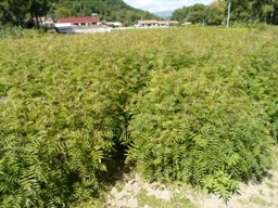刺嫩芽苗批发/桓仁刘家苗圃图片|刺嫩芽苗批发/桓仁刘家苗圃产品图片由桓仁刘家苗圃公司生产提供-