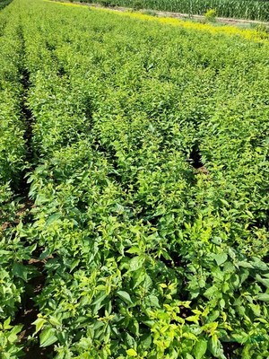 保定定州恒阳苗圃场
