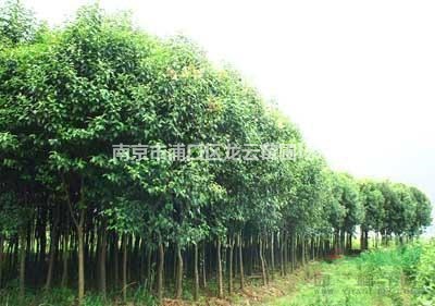 南京市浦口区龙云苗圃场