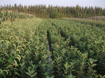 泰安矮化苹果苗/农大科技苗圃图片|泰安矮化苹果苗/农大科技苗圃产品图片由山东省泰安东城果树苗圃公司生产提供-