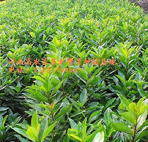 河南潢川花木苗木园林苗圃场