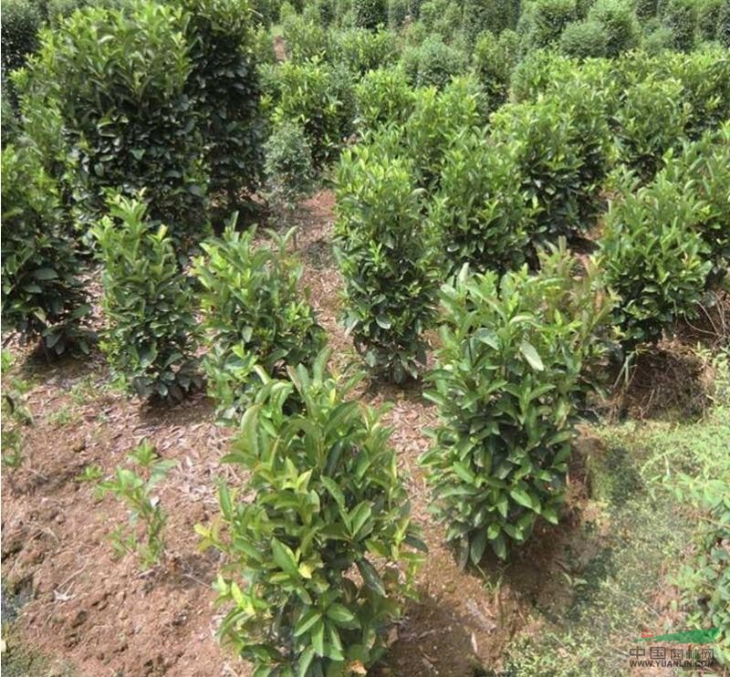 河南省清泉绿化苗木花木园林苗圃场