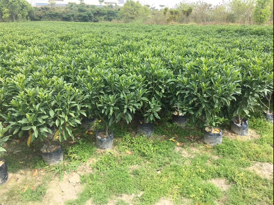 搜了网为您找到55条非洲茉莉的相关产品信息