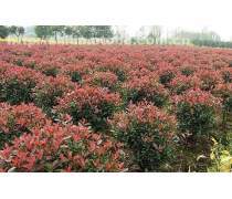 【自家苗圃低价批发红叶石楠球绿化工程景观苗木盆栽成活率高】浏阳市柏加镇文凯苗圃 - 产品库