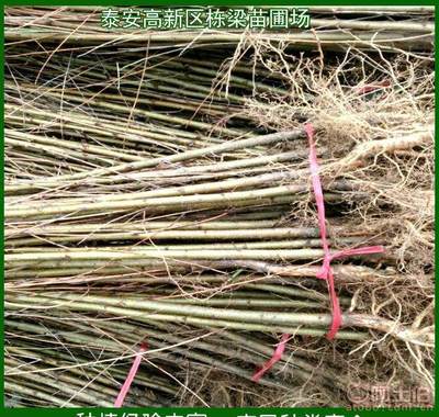 【梁苗圃场厂家批发美国扁桃苗2年生桃树苗大桃树苗】泰安高新区栋梁苗圃场 - 产品库