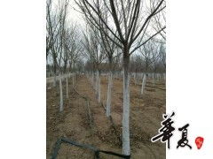 昌邑市绿之源苗圃 高杆双樱供应，品质之选