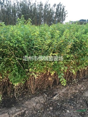 定州市伟信苗圃场 绿意盎然的生态之窗