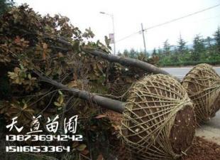 常德天益苗圃15公分广玉兰价格解析 品质与价值的双重考量