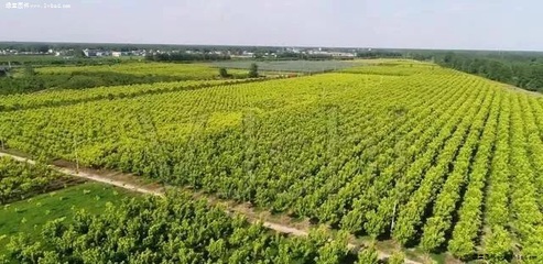 种植苗木想提高质量和利润？苗圃管理的要点与难点全解析