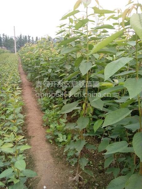 直销2公分樱桃苗厂家批发 苗圃直供价格与选购指南