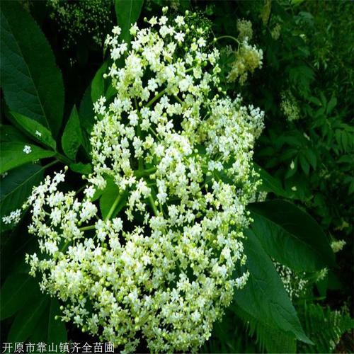 开原市靠山镇齐全苗圃 产品展厅 >接骨木 齐全苗圃 现货供应 接骨木