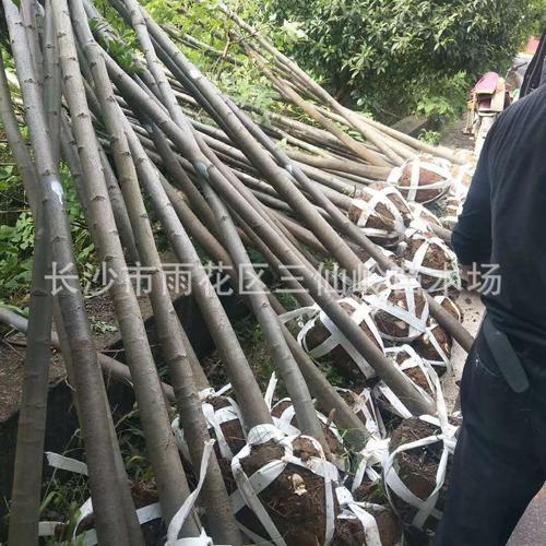 光杆苗圃选购指南 厂家、品牌、图片与热帖全解析
