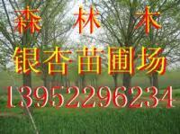 银杏基地《森林木银杏苗圃场》银杏树权威报价:13952296234[供应]_毛纺系列面料_世界工厂网中国产品信息库