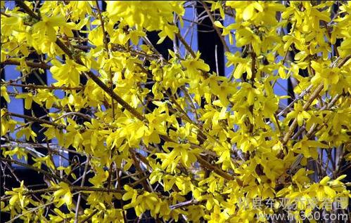 厂家直销 低价销售 乔家苗圃 金色植物 生态种植园