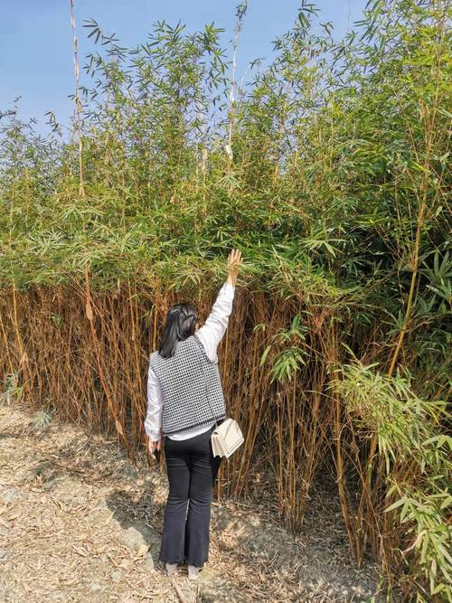 3米产品规格:四川-成都产地:详细描述出售供应2