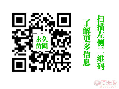 苗圃乔木与桂花系列产品库——向文荣个体经营苗木基地概述