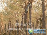 香花槐|香花槐价格香花槐小苗香花槐培植-绿洲苗圃[供应]_其他未分类_世界工厂网中国产品信息库
